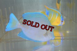 画像3: アトランティックブルータン±9.5cm