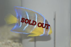 画像1: 超特価！クイーンエンゼル±6.5cm