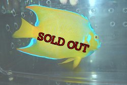 画像5: クイーンエンゼル±14.5cm