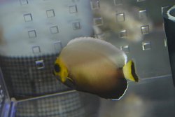 画像5: コンスピキュアスエンゼル±6cm