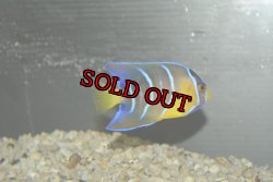 画像3: 超特価！クイーンエンゼル±6.5cm