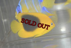 画像3: ロックビューティー±5.5cm