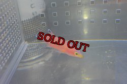 画像6: ケーブバスレット±6cm