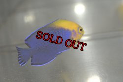 画像5: カリビアンフレームバック±4.8cm