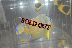 画像5: 山本様専用