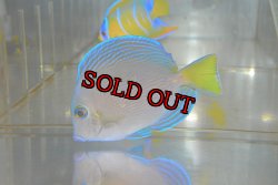 画像4: アトランティックブルータン±9cm