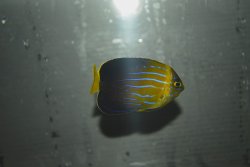 画像5: 台湾産MAZE angel±6cm