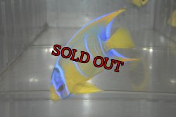 画像2: クイーンエンゼル±7cm