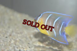 画像6: 超特価！クイーンエンゼル±6.5cm