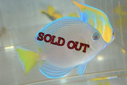 画像3: アトランティックブルータン±9cm