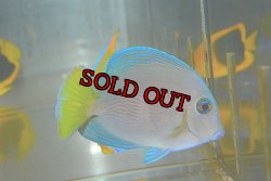 画像1: アトランティックブルータン±9cm