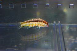 画像5: オレンジバックバスレット±4.5cm