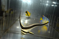 画像3: ジャックナイフ±9.5cm