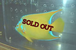 画像6: クイーンエンゼル±14.5cm