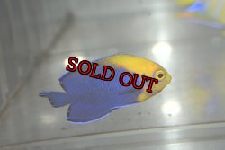 画像3: カリビアンフレームバック±4.8cm