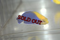 画像1: カリビアンフレームバック±4.8cm