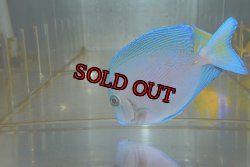 画像4: アトランティックブルータン±9.5cm