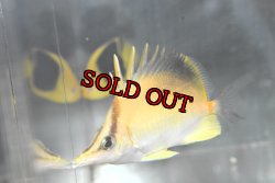 画像1: ロングノーズバタフライ±9cm