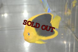 画像2: ロックビューティー±7cm