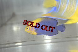 画像6: カリビアンフレームバック±4.8cm