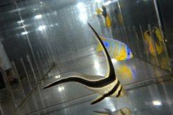 画像5: ジャックナイフ±9.5cm