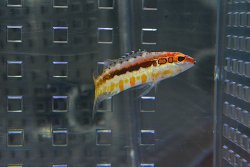 画像1: オレンジバックバスレット±4.5cm