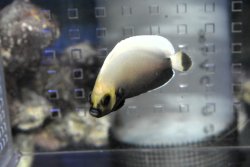 画像2: コンスピキュアスエンゼル±5.6cm