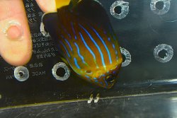 画像7: 台湾産MAZE angel±6cm