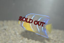 画像5: 超特価！クイーンエンゼル±6.5cm