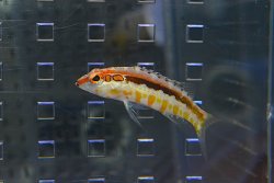 画像2: オレンジバックバスレット±4.5cm