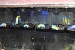 画像1: イエローヘッドジョー