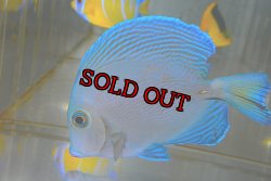 画像2: アトランティックブルータン±9.5cm