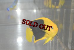 画像1: ロックビューティー±7cm