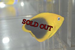 画像3: ロックビューティー±5.5cm