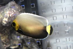 画像3: コンスピキュアスエンゼル±6cm