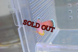 画像2: ケーブバスレット±6cm