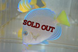 画像2: アトランティックブルータン±9cm