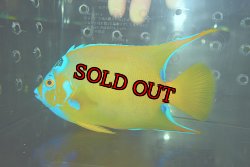 画像2: クイーンエンゼル±14.5cm