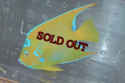 画像4: クイーンエンゼル±18.5cm