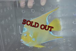 画像6: クイーンエンゼル±18.5cm