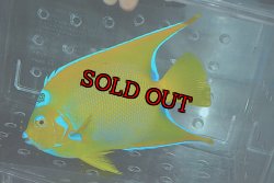 画像2: クイーンエンゼル±18.5cm