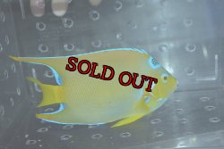 画像5: クイーンエンゼル±18.5cm