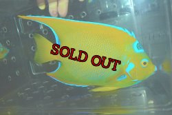 画像1: クイーンエンゼル±18.5cm