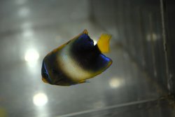 画像2: 《Half Blue》アフリカヌス±5.5cm