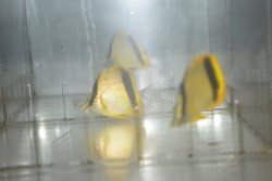 画像3: マルセラバタフライ±4.5〜7cm