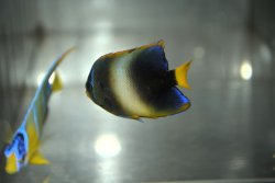 画像4: 《Half Blue》アフリカヌス±5.5cm