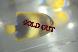 画像2: アフリカヌス±6.5cm