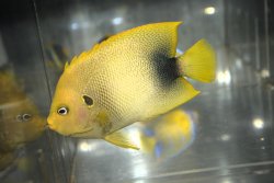 画像5: アフリカヌス±11cm