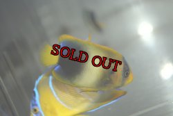 画像2: アフリカヌス±5.5cm