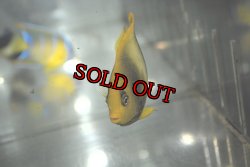 画像5: アフリカヌス±8.5cm